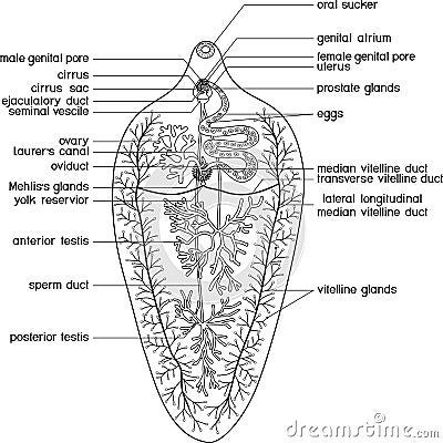 Coloring page with structure of reproductive system of Sheep liver fluke Fasciola hepatica Vector Illustration